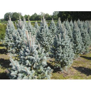 Smrek pichľavý (Picea pungens) ´ISELI FASTIGIATE´ - výška 130-150 cm, kont. C35L